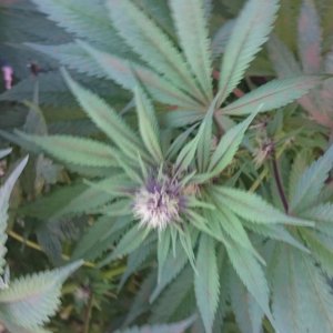 purple kush flower