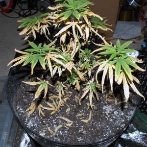 Plant Transplant