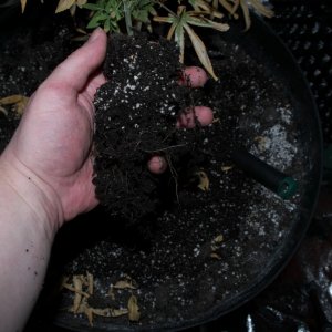 Plant Transplant