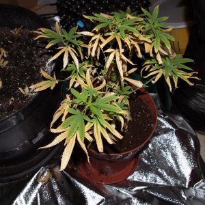 Plant Transplant