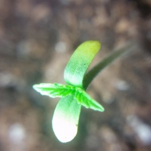 Seedlings