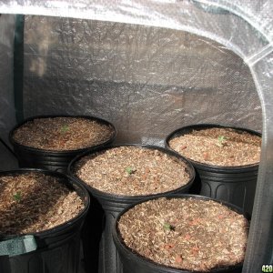 mini greenhouse grow 3 days