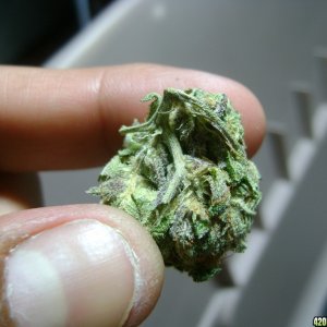 Inside picture of Rainbow Kush