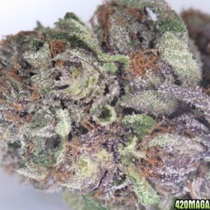 Purple buBBA Kush