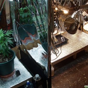 Grow-Room Setup