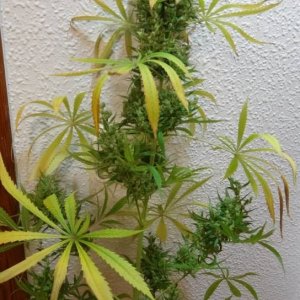 Oaxacan sativa