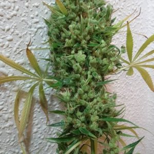 Oaxacan sativa