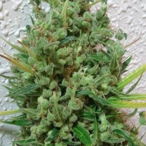 Oaxacan sativa