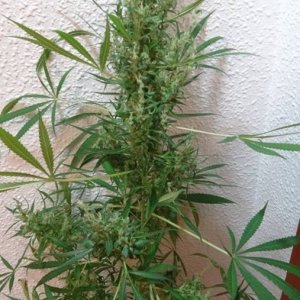 Oaxacan sativa