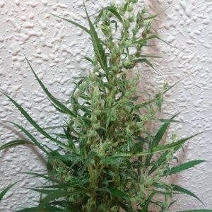 Oaxacan sativa