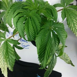 White discoloration on lower plant leaves