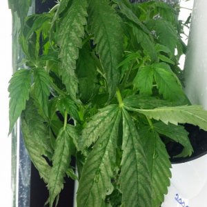 White discoloration on lower plant leaves