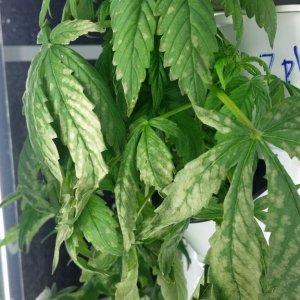 White discoloration on lower plant leaves