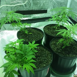 Smokers 420 Grow 11/17/15 Update