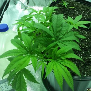 Smokers 420 Grow 11/17/15 Update