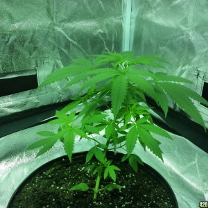 Smokers 420 Grow 11/17/15 Update