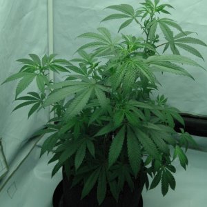 Grow #2 candidate