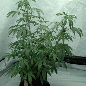 Grow #2 candidate