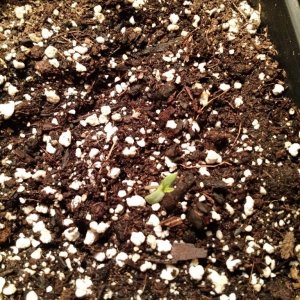 sprouting