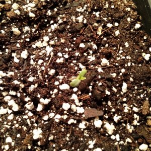 sprouting