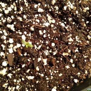 sprouting