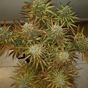 AK48 Day 121 Pic 1