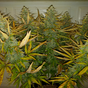 AK48 Day 121 Pic 2