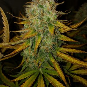 AK48 Day 121 Pic 3