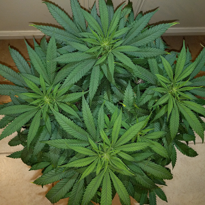 Wonder Woman Clone Day 57 Pic 1