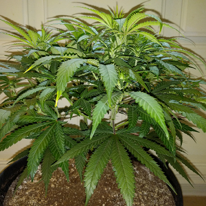 Wonder Woman Clone Day 57 Pic 2