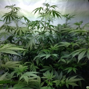 veg tent grow s 2 and 3 waiting