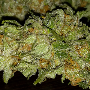 WW Bud closeup