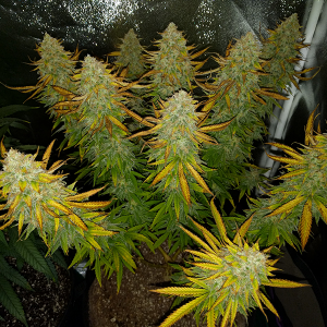 AK48 Day 122 Pic 1