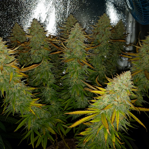 AK48 Day 122 Pic 2