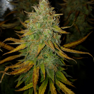 AK48 Day 122 Pic 3