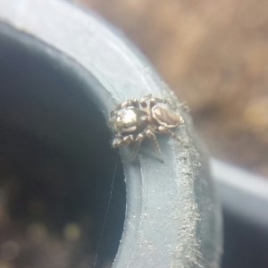 A spider defending my seedlings from gnats