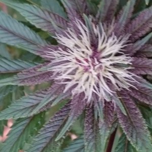 purple kush flower