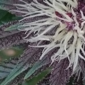 purple kush flower