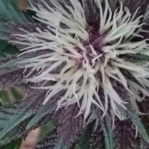 purple kush flower