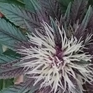 purple kush flower