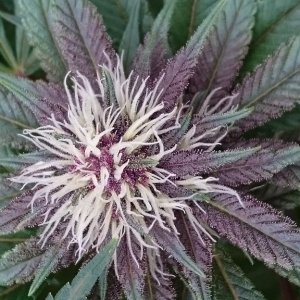 purple kush flower