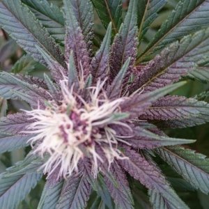 purple kush flower