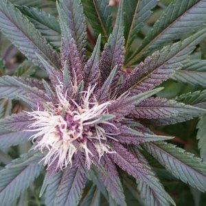 purple kush flower