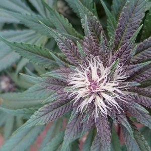 purple kush flower