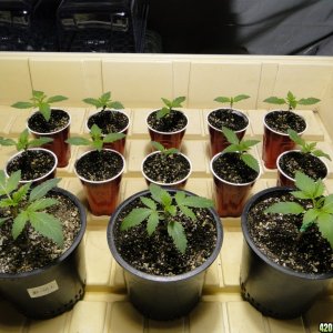 Jilly Bean Seedlings-Day 10