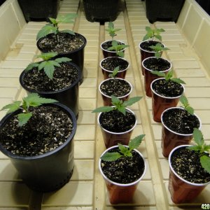 Jilly Bean Seedlings-Day 10