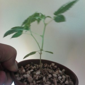 Dr g plant pics