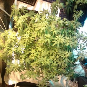 Dr g plant pics