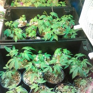 Dr g plant pics