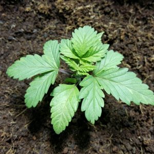 crop king seeds white widow